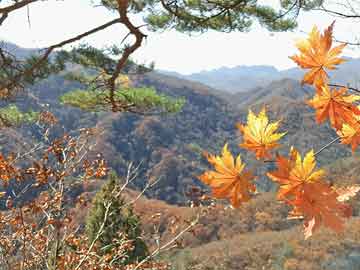 花草莲苗芽菊和什么有关